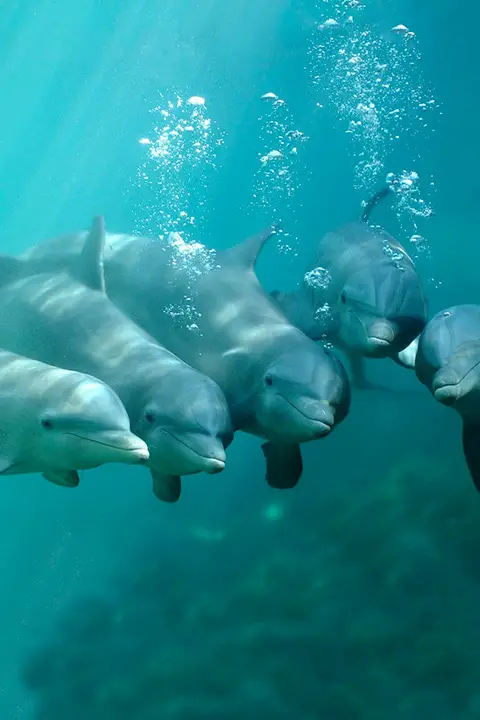 Swim with Dolphins in Cancun Ride | Xcaret Mexico