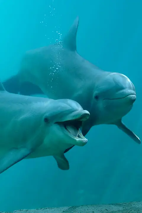 Tem como nadar com golfinho no Brasil?