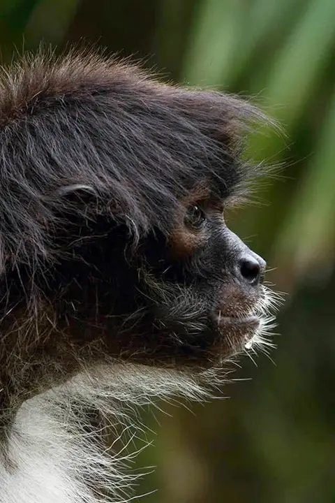 O Macaco Aranha - Espécies em Vias de Extinção